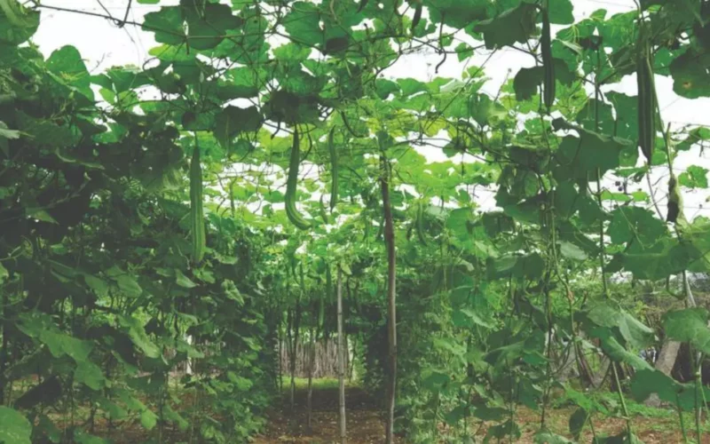 பந்தல் முறையில் பாகல் சாகுபடி!