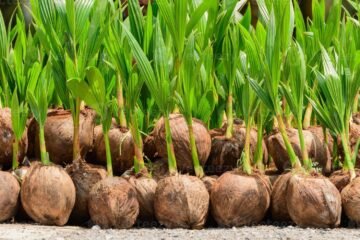 தென்னங்கன்று உற்பத்தி!