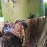 வாழையைத் தாக்கும் தண்டுத் துளைப்பான்!