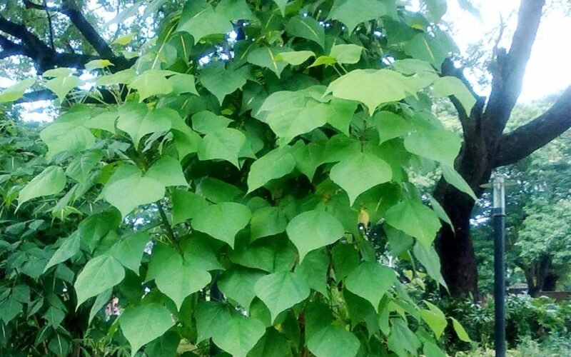 ஊட்டம் மிகுந்த மரவகைத் தழைகள்!