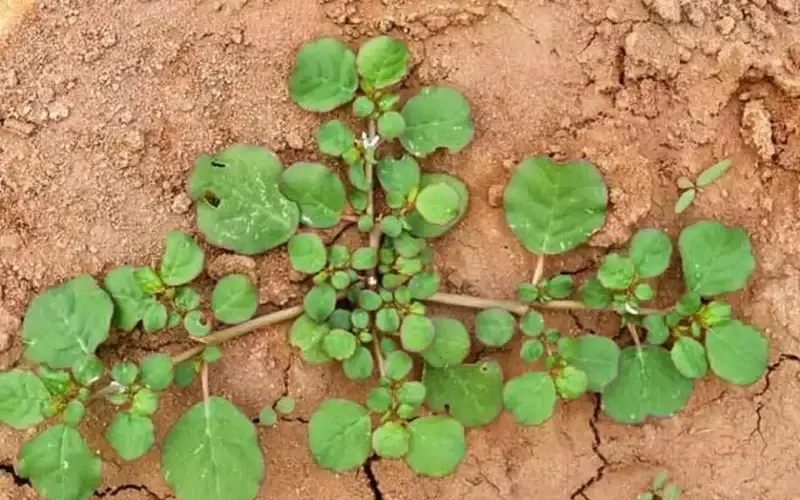 மூக்கிரட்டைக் கீரை!