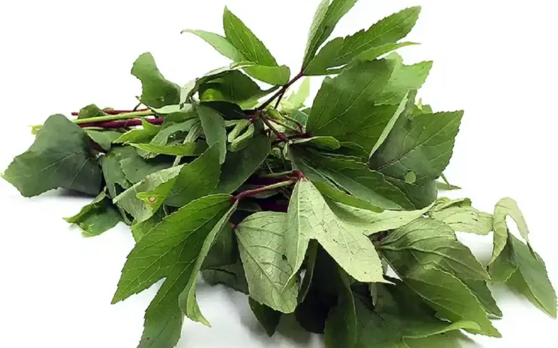 புளிச்ச கீரையின் பயன்கள்! 1 புளிச்ச கீரையின் பயன்கள்!