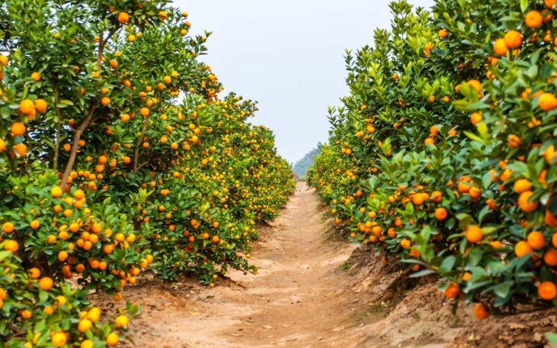 கமலா ஆரஞ்சு சாகுபடி! 1 கமலா ஆரஞ்சு சாகுபடி!