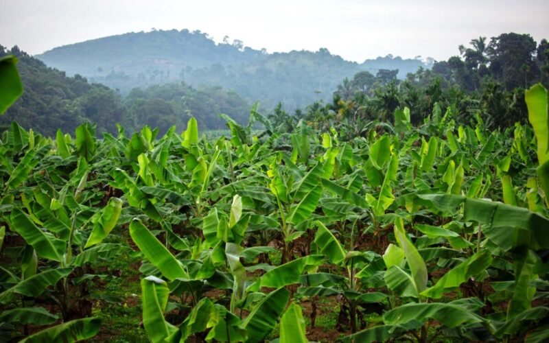 மலை வாழை இரகங்களும் சிறப்புகளும்!