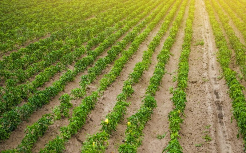 சமவெளிப் பகுதியில் மிளகு உற்பத்தி!