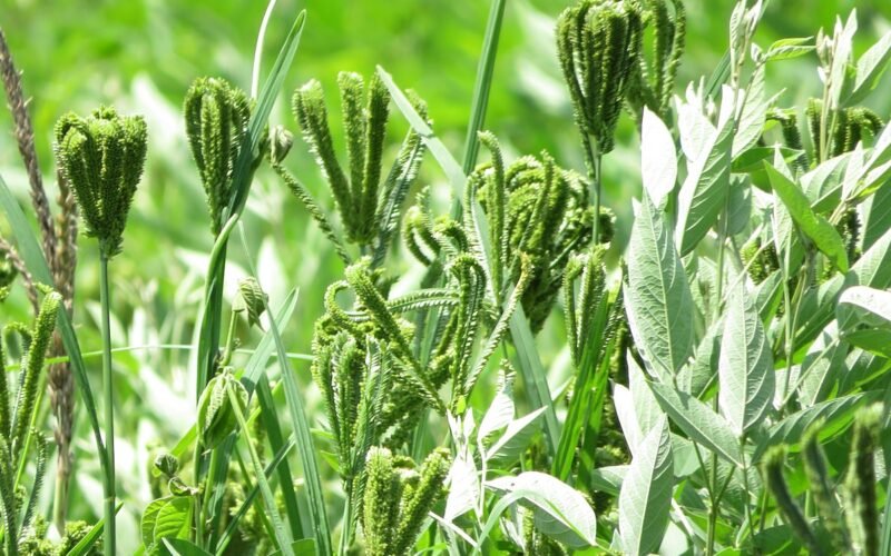 ஆடிப் பட்டத்தில் இராகி சாகுபடி!