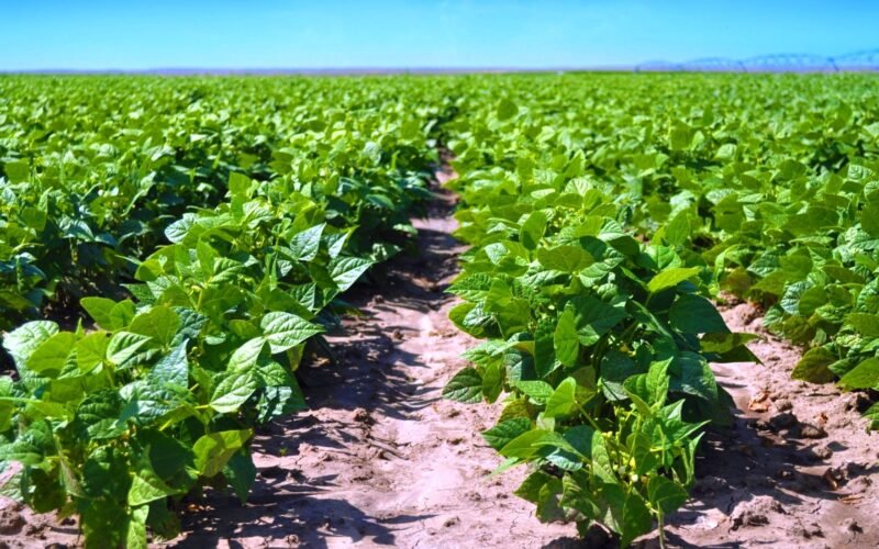 பயறுவகைப் பயிர்களைத் தாக்கும் நோய்கள்!