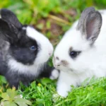 முன்னேற்றத்துக்கு உதவும் முயல் வளர்ப்பு!