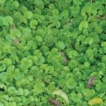 வல்லாரைக்கீரை சாகுபடி!