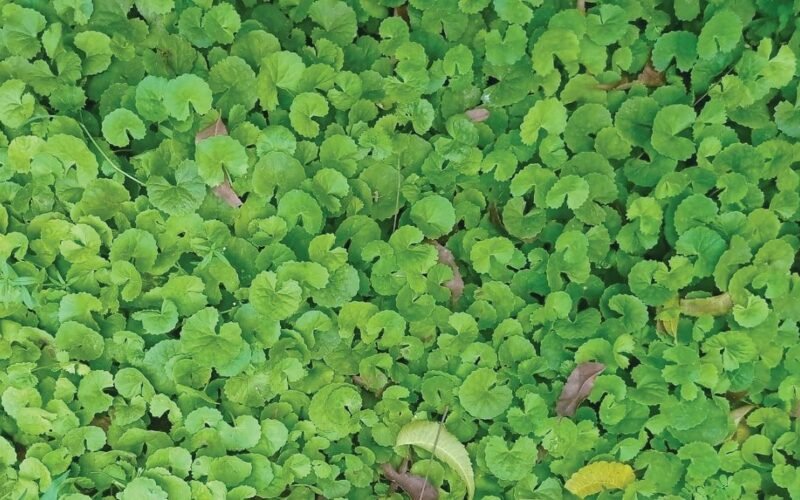 வல்லாரைக்கீரை சாகுபடி!