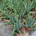 சோற்றுக் கற்றாழை!