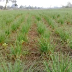 சிட்ரொனெல்லா வாசனைப் புல் சாகுபடி!