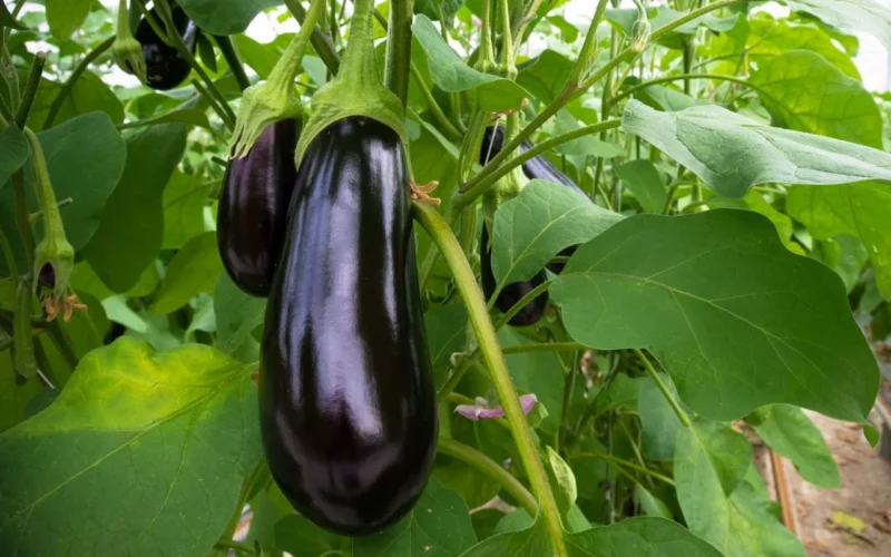 தரமான கத்தரி விதை உற்பத்தி!