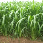 தீவனப் பயிர்கள் சாகுபடி!