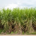 நீடித்த நவீனக் கரும்பு சாகுபடி உத்திகள்!