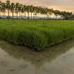 திருந்திய நெல் சாகுபடி!