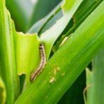 மக்காச்சோளத்தில் படைப்புழுக்களைக் கட்டுப்படுத்தும் முறைகள்!