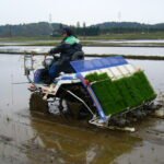 நெல் நடவும் நவீனக் கண்டுபிடிப்புகளும்!