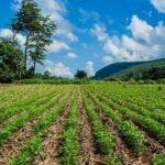 இயற்கை வேளாண்மை முறையில் நிலக்கடலை சாகுபடி!