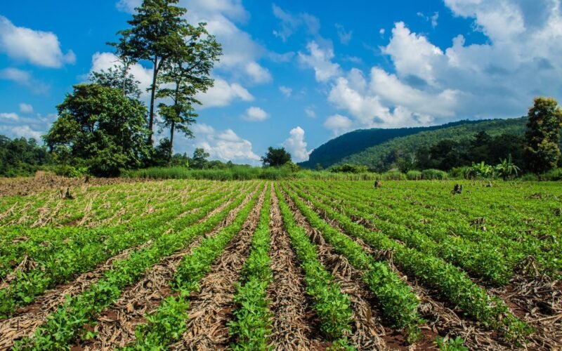 இயற்கை வேளாண்மை முறையில் நிலக்கடலை சாகுபடி!