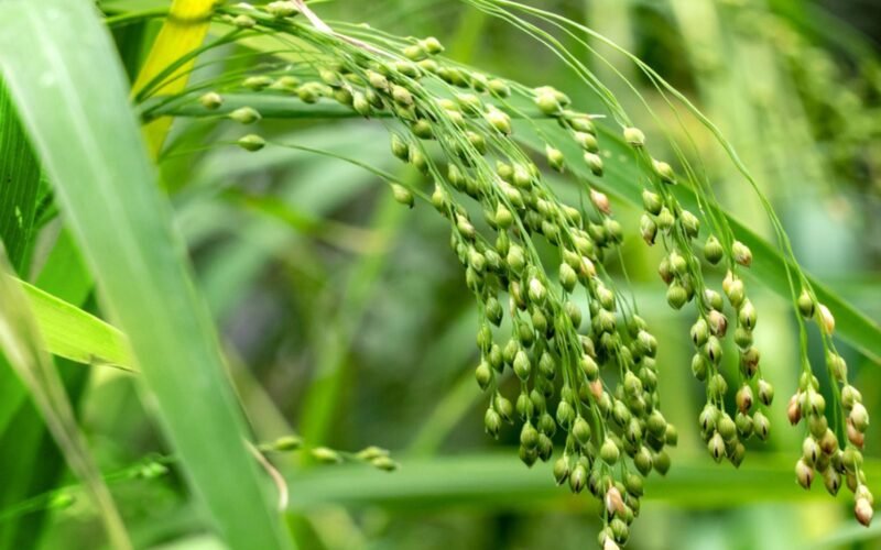 பனிவரகு சாகுபடி! 1 பனிவரகு சாகுபடி!