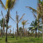 தென்னையைத் தாக்கும் வேர் வாடல் நோய்!