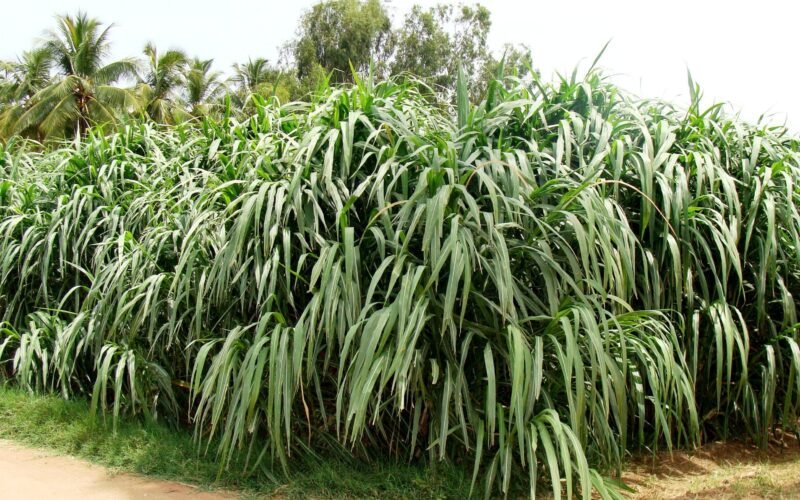 சூப்பர் நேப்பியர் புல் சாகுபடி!