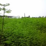 வேலிமசால் சாகுபடி!