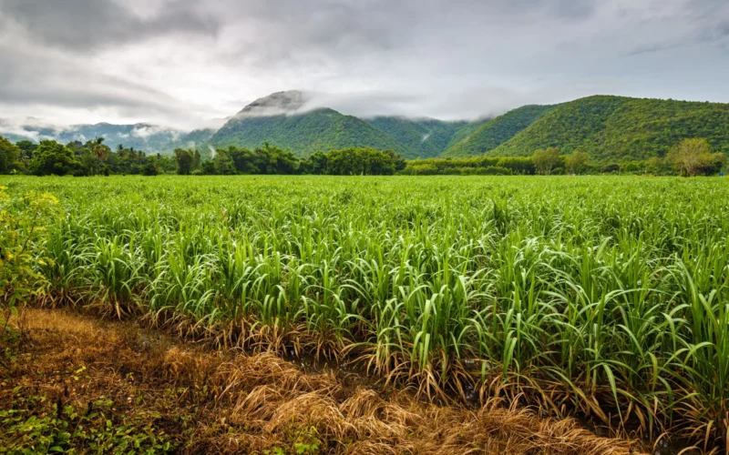 அங்கக முறையில் கரும்பு சாகுபடி!