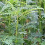 அகத்திக் கீரை சாகுபடி!