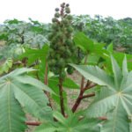 ஆமணக்குப் பயிரில் அதிக மகசூலைப் பெற 'ஆமணக்கு கோல்டு'!