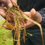 உழவர் உரிமைகள் பாதுகாப்புச் சட்டம்