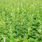 இயற்கை வேளாண்மை முறையில் எள் சாகுபடி!