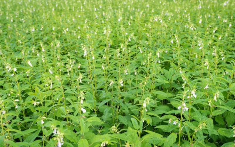 இயற்கை வேளாண்மை முறையில் எள் சாகுபடி!