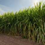 இந்தியாவுக்குள் கரும்பு வந்த கதையும் சாகுபடியும்!