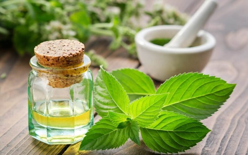 கற்பூரவல்லி இலையின் நன்மைகள்!