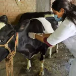 கால்நடைகளுக்கான முதலுதவி சிகிச்சைகள்!