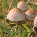 காளான்களைத் தாக்கும் பூசண நோய்கள்!