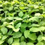 தண்டுக்கீரை சாகுபடி!