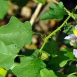 தூதுவளை சாகுபடி!