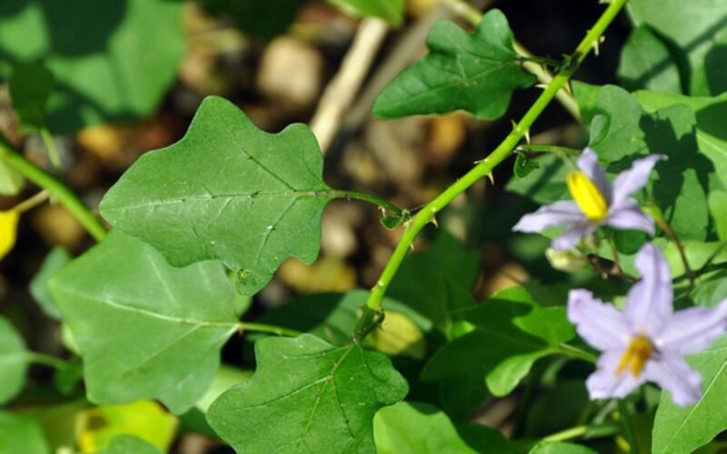 தூதுவளை சாகுபடி! 1 தூதுவளை சாகுபடி!