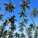 தென்னை வளர்ச்சி வாரியம்