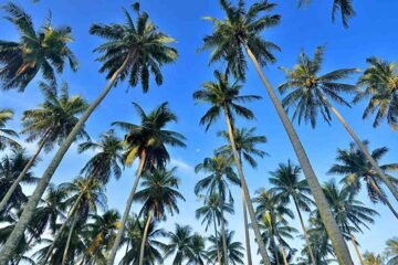 தென்னை வளர்ச்சி வாரியத் திட்டங்கள்!