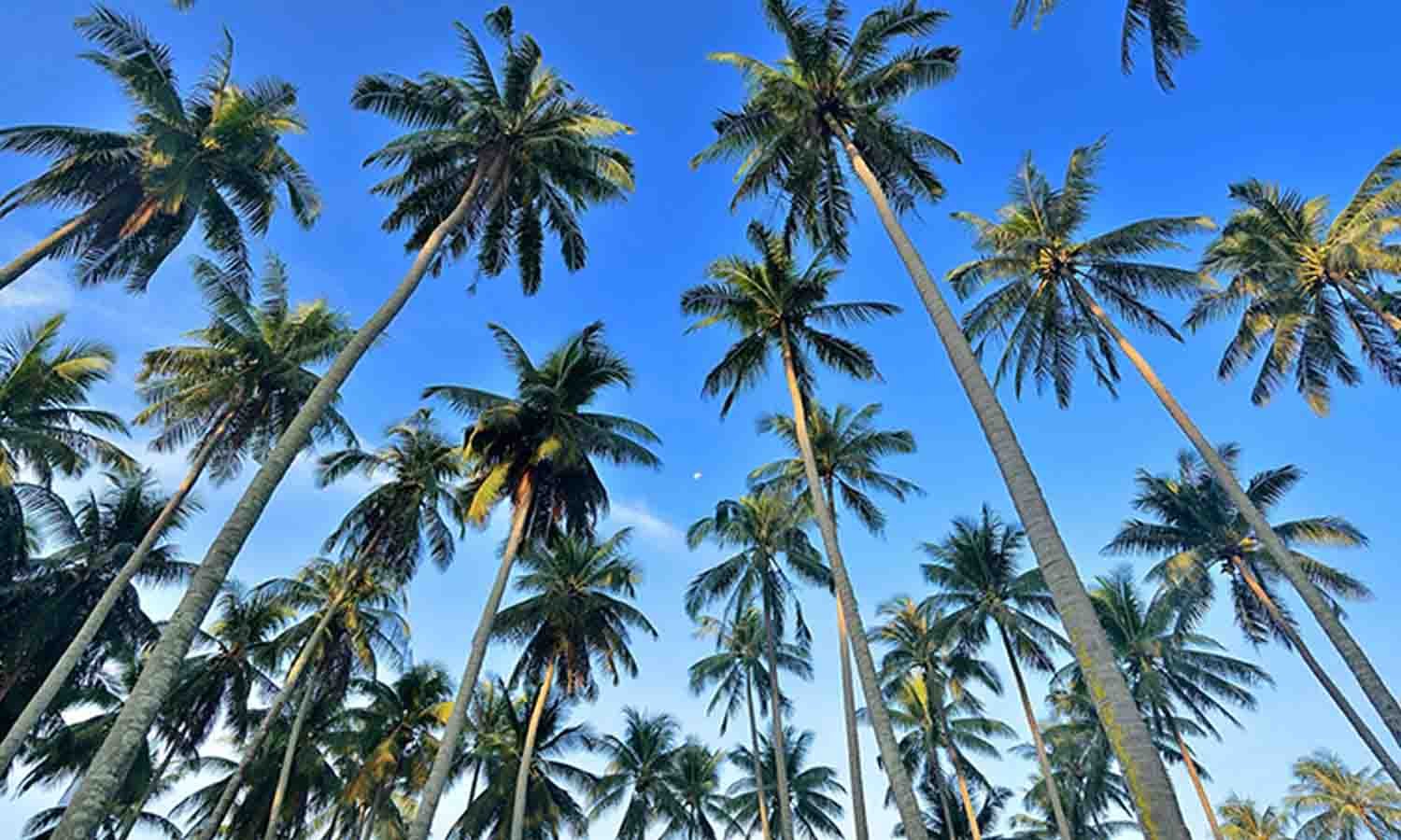 தென்னை வளர்ச்சி வாரியம்