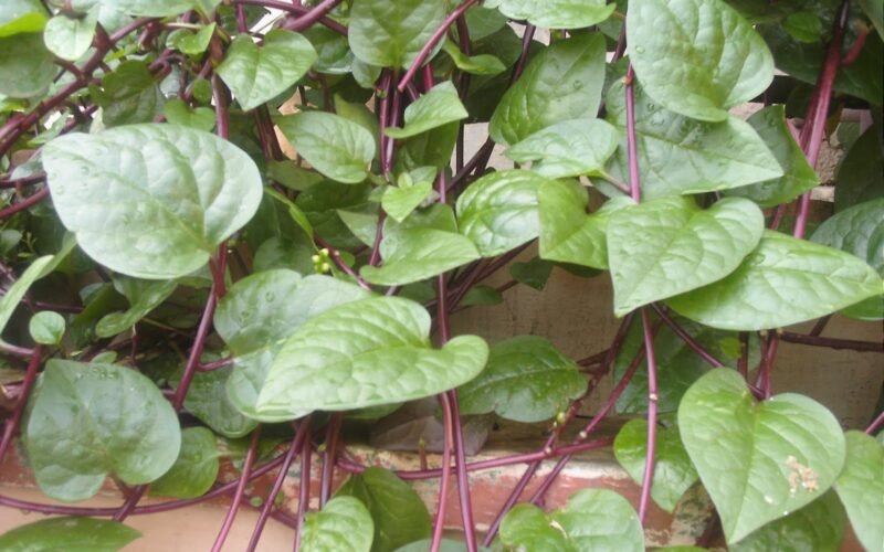 பசலைக்கீரை சாகுபடி! 1 பசலைக்கீரை சாகுபடி!