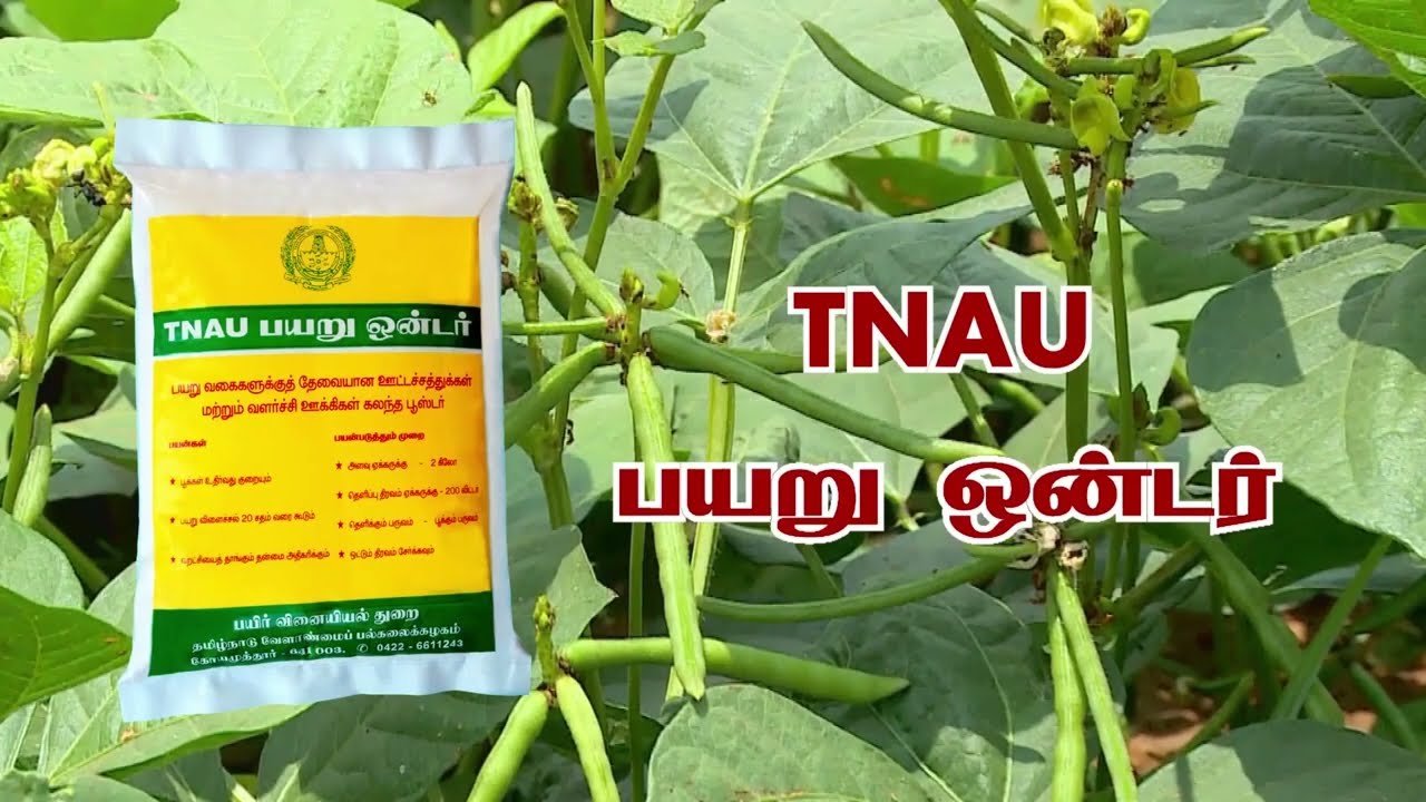 பயறு ஒன்டர்