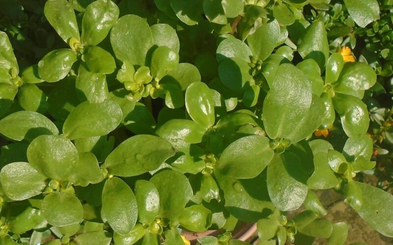 பருப்புக்கீரை சாகுபடி!