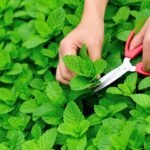 புதினா சாகுபடி!