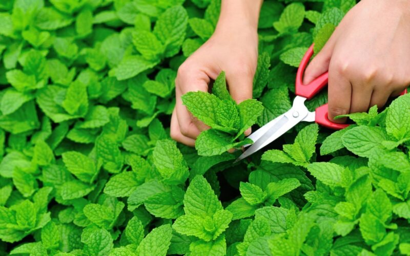 புதினா சாகுபடி! 1 புதினா சாகுபடி!