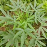 புளிச்சக்கீரை சாகுபடி!